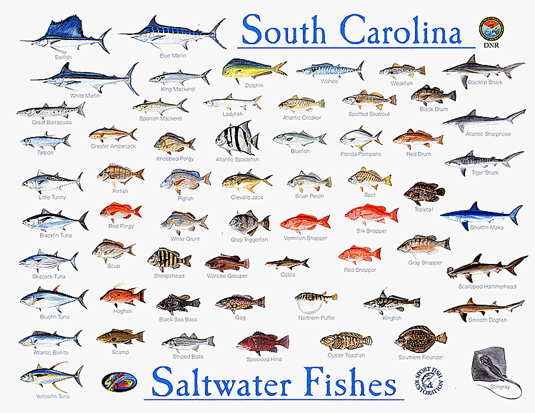 South Carolina Saltwater Fishes identification chart with common species.